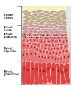 https://www.nutridermovital.es/tienda-grupo-nutridermovital/CURSOS-FORMACI%C3%93N-ONLINE-NUTRIDERMO-F-O-N-c38265279